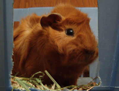 Rusty-april-2007.jpg